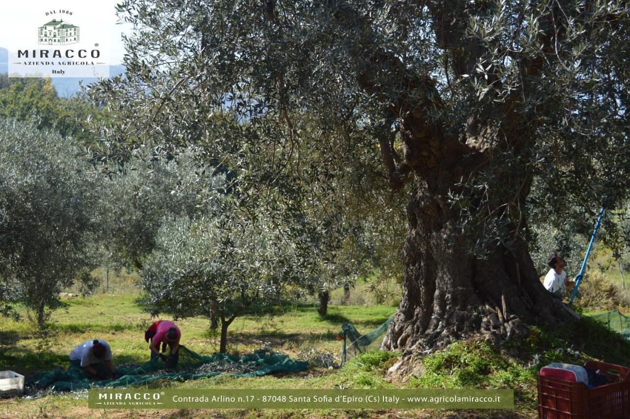 Agriturismo Miracco Atanasio Franco "Il Maniero" Santa Sofia d'Epiro Exteriör bild
