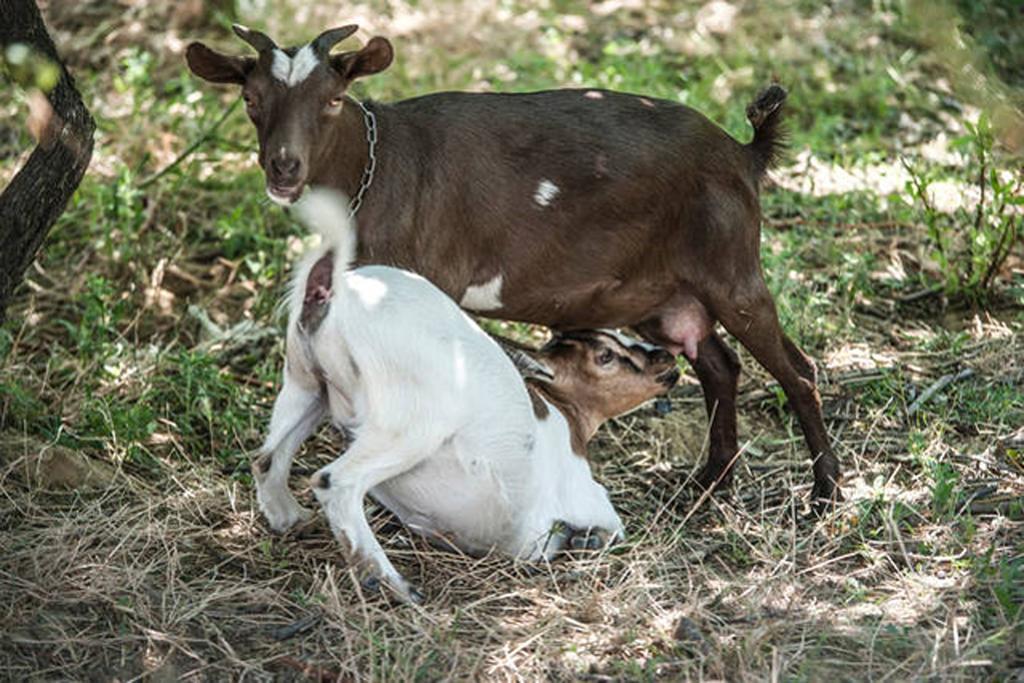 Agriturismo Miracco Atanasio Franco "Il Maniero" Santa Sofia d'Epiro Exteriör bild