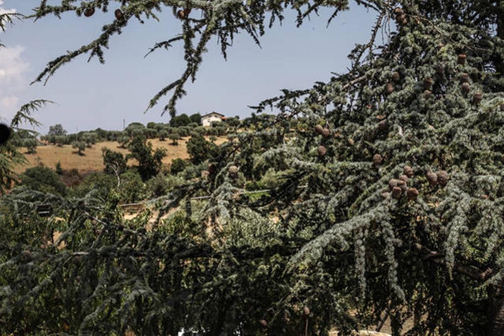 Agriturismo Miracco Atanasio Franco "Il Maniero" Santa Sofia d'Epiro Exteriör bild