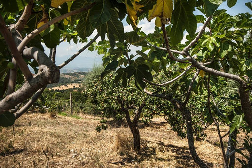 Agriturismo Miracco Atanasio Franco "Il Maniero" Santa Sofia d'Epiro Exteriör bild
