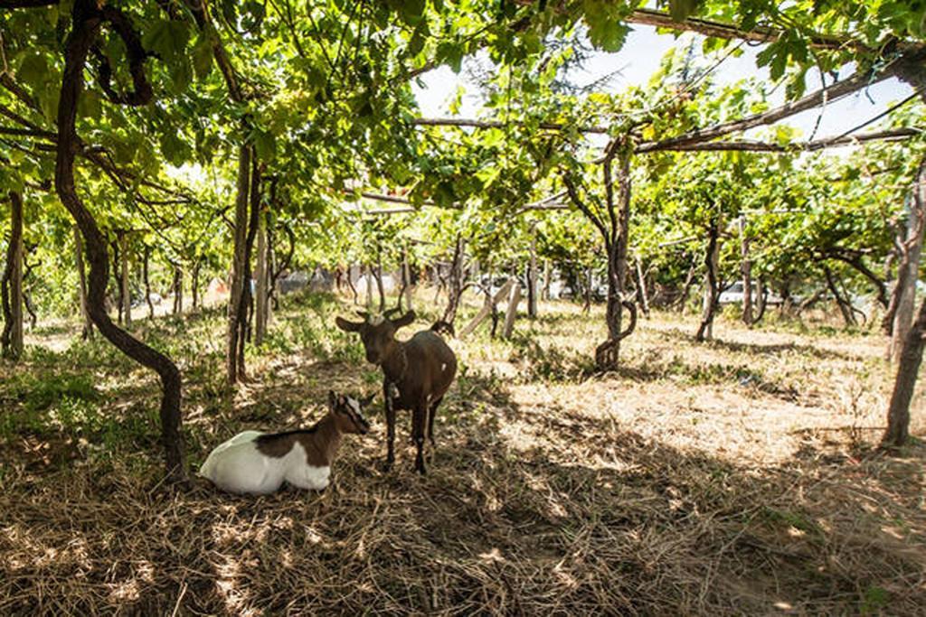 Agriturismo Miracco Atanasio Franco "Il Maniero" Santa Sofia d'Epiro Exteriör bild