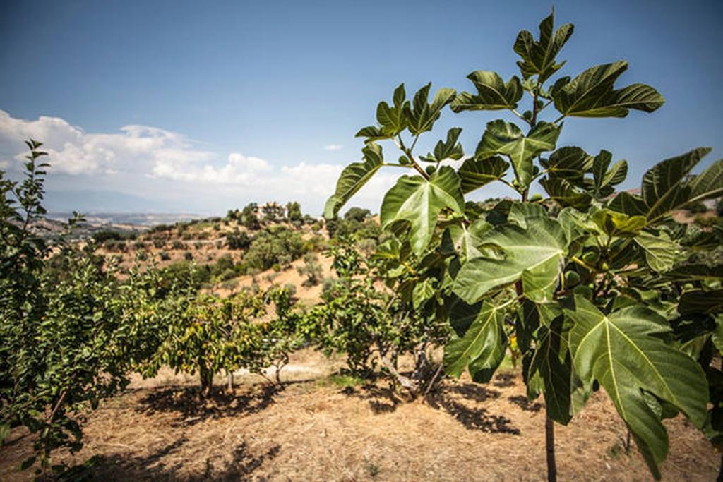 Agriturismo Miracco Atanasio Franco "Il Maniero" Villa Santa Sofia d'Epiro Exteriör bild