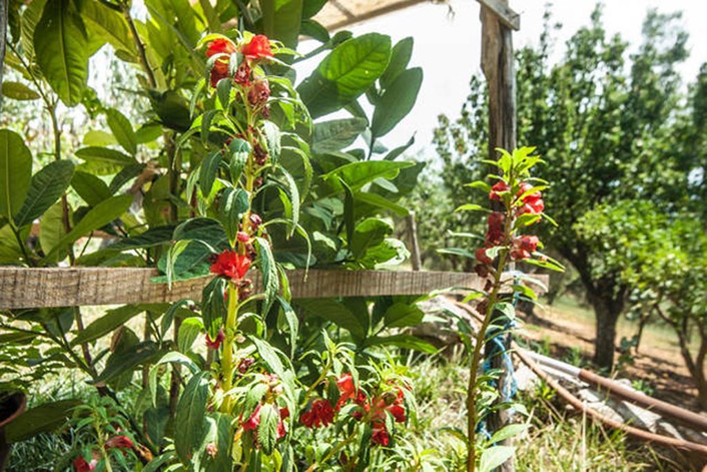 Agriturismo Miracco Atanasio Franco "Il Maniero" Villa Santa Sofia d'Epiro Exteriör bild