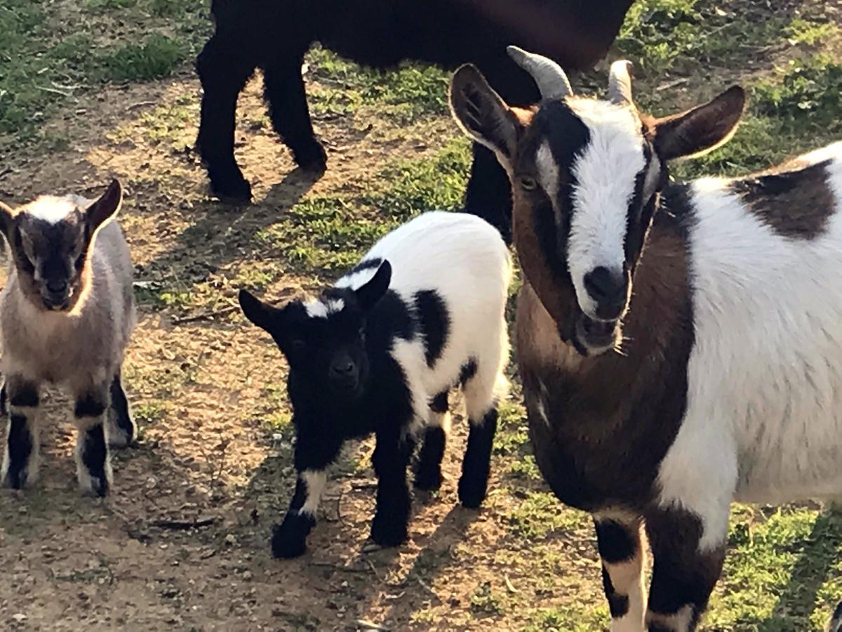 Agriturismo Miracco Atanasio Franco "Il Maniero" Santa Sofia d'Epiro Exteriör bild