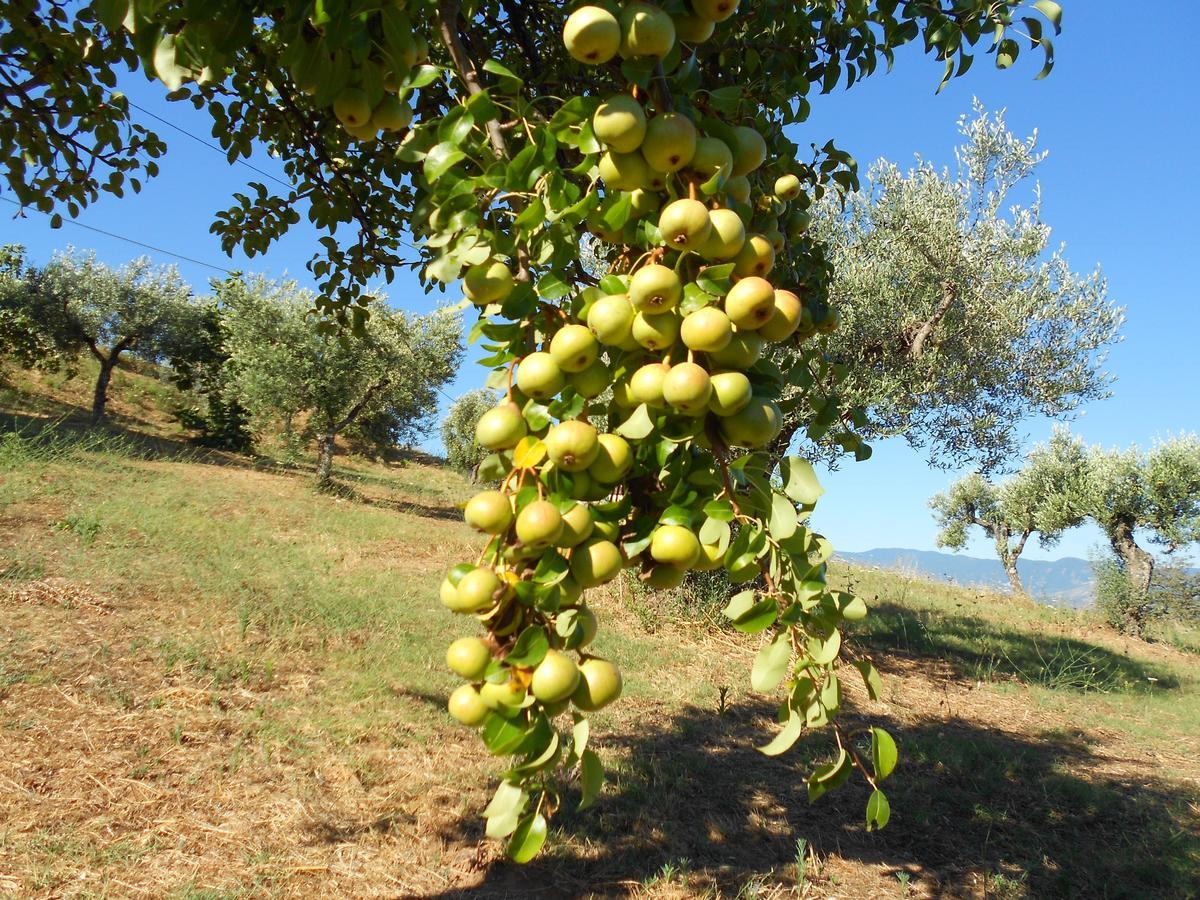 Agriturismo Miracco Atanasio Franco "Il Maniero" Santa Sofia d'Epiro Exteriör bild